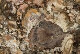 9.7" Colorful, Free-Standing, Polished Petrified Wood - Madagascar - #199054-2